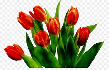 Tulip Plant stem Cut flowers Bud Petal -  