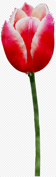 Tulip Plant stem Cut flowers Petal -  