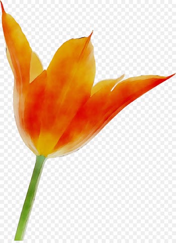 Tulip Plant stem Orange S.A. Plants -  