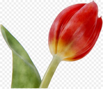 Tulip Plant stem Plants -  