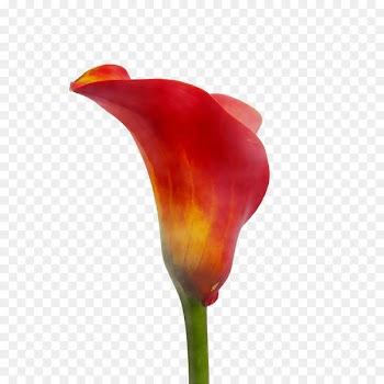 Tulip Plant stem Plants -  