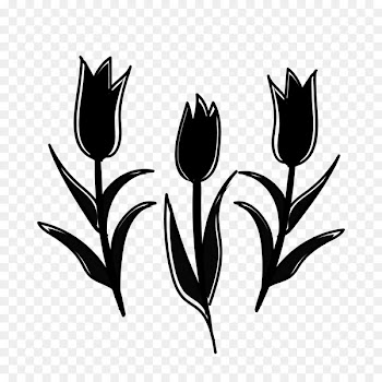 Tulip Plant stem Tsubomi White Yellow -  