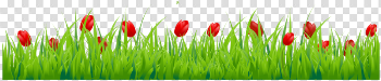 Tulip Png