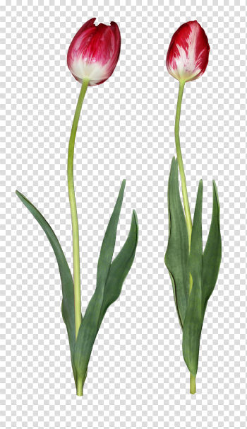 Tulip PNG Download Image