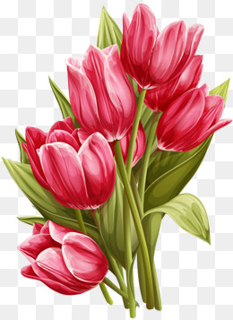 Tulip PNG Images, Download 2,063 PNG Resources with Transparent ...