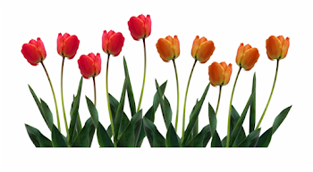 Tulip Png Transparent Images - Clipart Tulips Free PNG Images ...