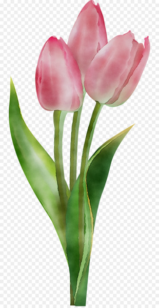 Tulip Portable Network Graphics Clip art Image Flower -  