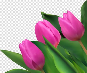 Tulip Purple Flower, Purple tulips transparent background PNG clipart