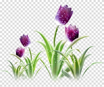 Tulip, Purple tulips transparent background PNG clipart