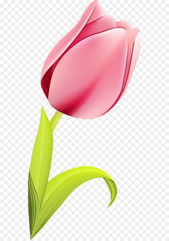tulip red clip art flower pink