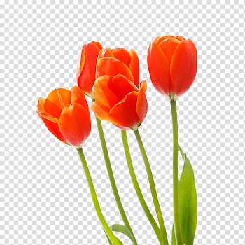 Tulip Red Cut flowers, Bouquet of colorful tulips transparent background PNG clipart