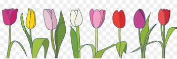 Tulip, Spring, Bulb, Flower PNG
