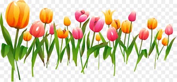 Tulip Vector graphics Clip art Picture Frames Floral design - tulip 