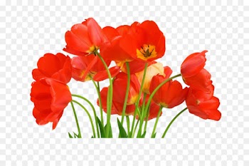 Tulip Watercolor: Flowers Image Painting - tulip 