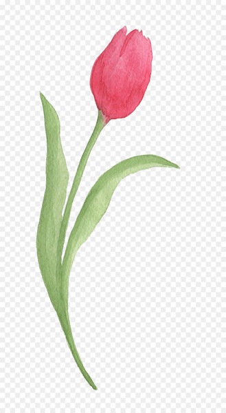 Tulip Watercolor painting Download - Red tulips 
