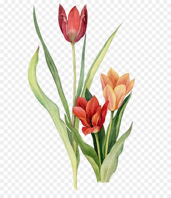 Tulip Watercolor painting Floral design Flower -  
