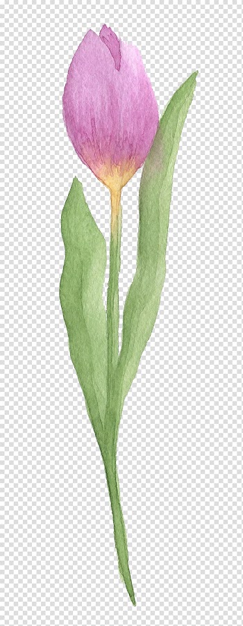 Tulip Watercolor painting Flower, Purple tulips transparent background PNG clipart