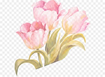 Tulip Watercolor painting Flower - Tulip Watercolor Ribbon Vector 1 