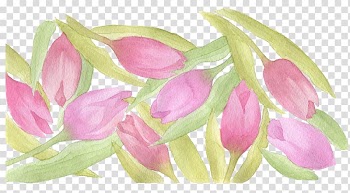 Tulip Watercolor painting, Tulip Shading transparent background PNG clipart