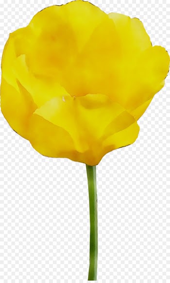 Tulip Yellow Cut flowers Rose family -  
