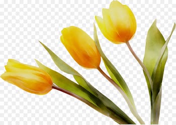 Tulip Yellow Plant stem Crocus Plants -  