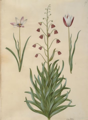 Tulipa clusiana (clusius tulip);Fritillaria persica | Free Photo - rawpixel