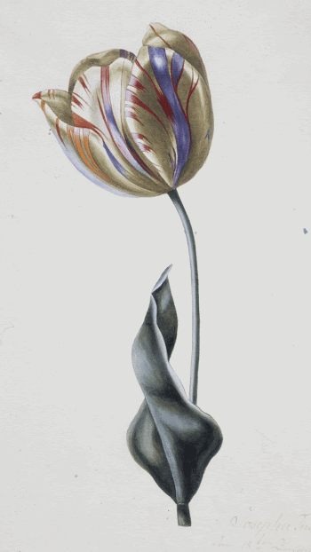 Tulipa gesneriana (Didier's Tulip) (1815) | Free Photo - rawpixel