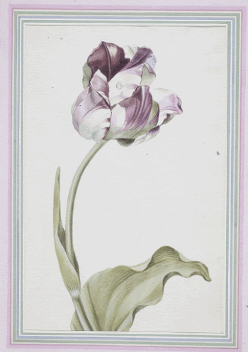 Tulipa gesneriana (Didier's Tulip) (1816) | Free Photo - rawpixel