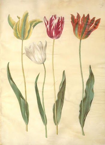 Tulipa gesneriana (garden tulip) by Maria | Free Photo - rawpixel