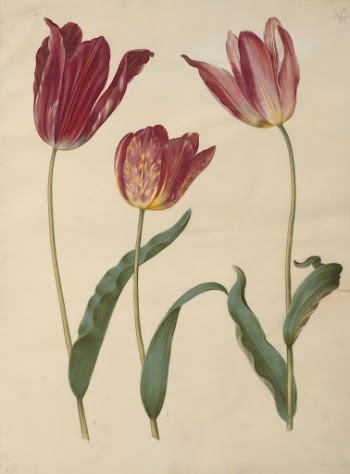 Tulipa gesneriana (garden tulip) by Maria | Free Photo - rawpixel