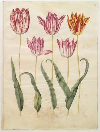 Tulipa gesneriana (garden tulip) by Maria | Free Photo - rawpixel