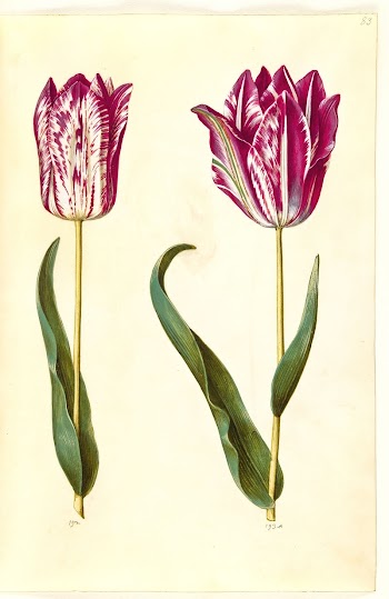 Tulipa gesneriana (garden tulip) by Maria | Free Photo - rawpixel