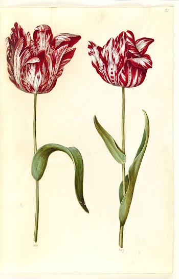 Tulipa gesneriana (garden tulip) by Maria | Free Photo - rawpixel