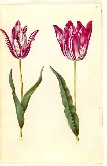 Tulipa gesneriana (garden tulip) by Maria | Free Photo - rawpixel