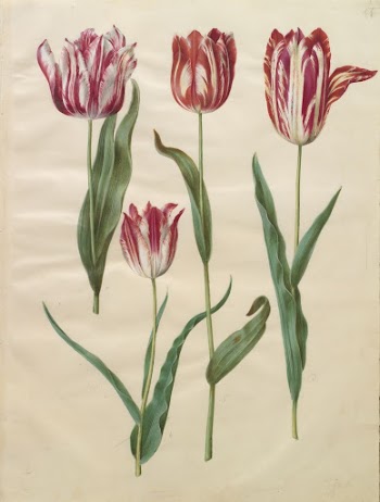 Tulipa gesneriana (garden tulip) by Maria | Free Photo - rawpixel