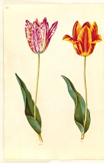 Tulipa gesneriana (garden tulip) by Maria | Free Photo - rawpixel