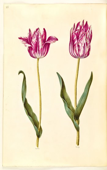 Tulipa gesneriana (garden tulip) by Maria | Free Photo - rawpixel