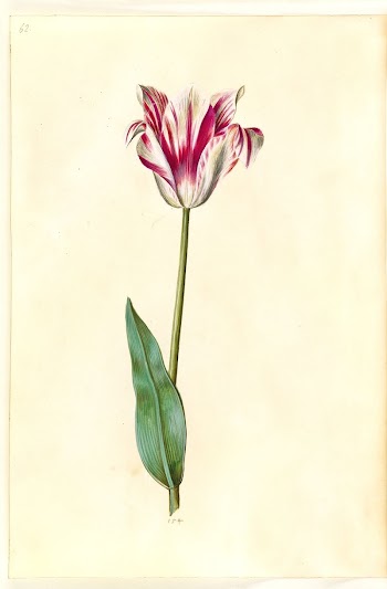 Tulipa gesneriana (garden tulip) by Maria | Free Photo - rawpixel