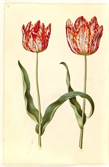 Tulipa gesneriana (garden tulip) by Maria | Free Photo - rawpixel