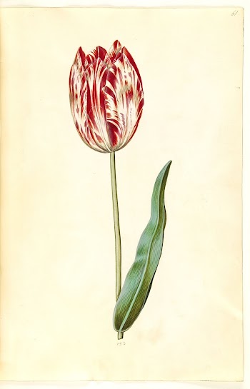 Tulipa gesneriana (garden tulip) by Maria | Free Photo - rawpixel