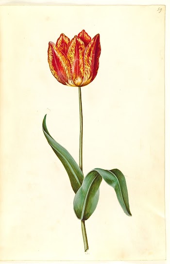 Tulipa gesneriana (garden tulip) by Maria | Free Photo - rawpixel