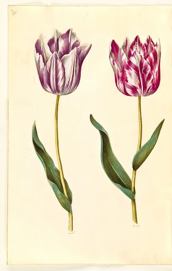 Tulipa gesneriana (garden tulip) by Maria | Free Photo - rawpixel