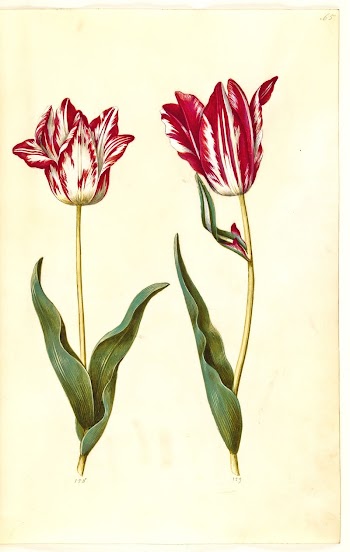 Tulipa gesneriana (garden tulip) by Maria | Free Photo - rawpixel