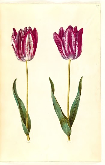 Tulipa gesneriana (garden tulip) by Maria | Free Photo - rawpixel