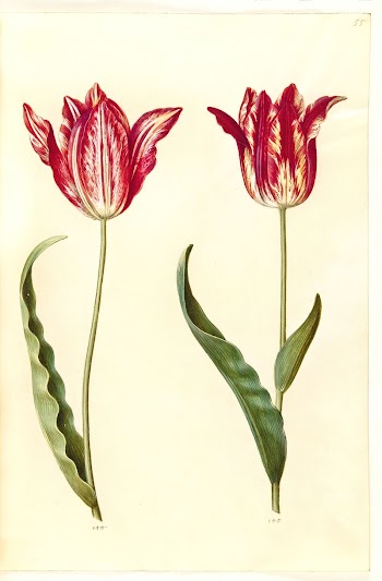 Tulipa gesneriana (garden tulip) by Maria | Free Photo - rawpixel