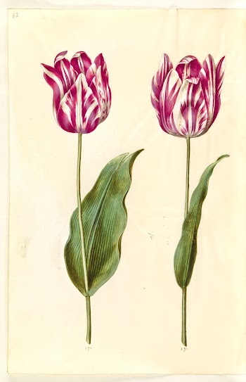Tulipa gesneriana (garden tulip) by Maria | Free Photo - rawpixel