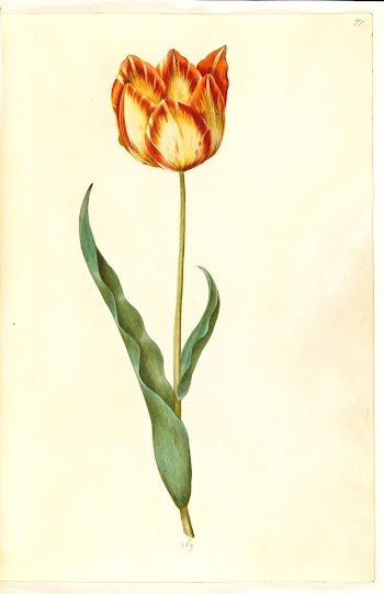 Tulipa gesneriana (garden tulip) by Maria | Free Photo - rawpixel