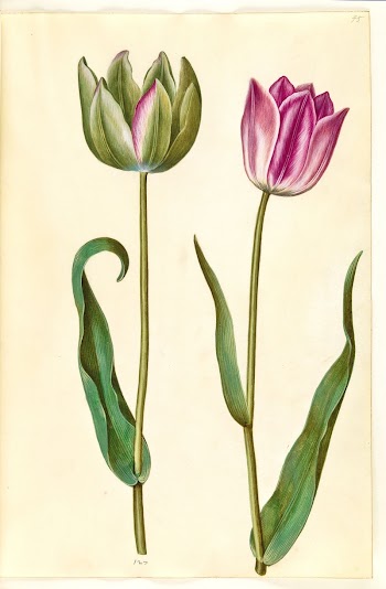 Tulipa gesneriana (garden tulip) by Maria | Free Photo - rawpixel