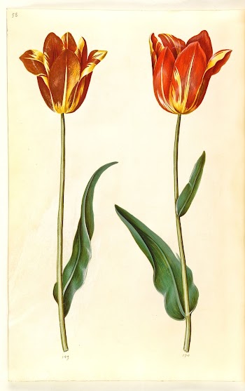 Tulipa gesneriana (garden tulip) by Maria | Free Photo - rawpixel