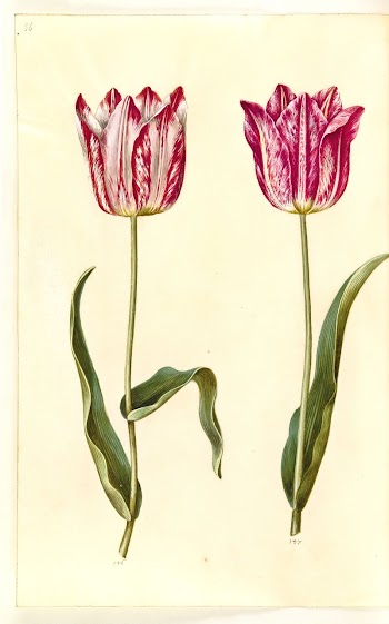 Tulipa gesneriana (garden tulip) by Maria | Free Photo - rawpixel